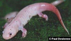 Metamorphosed Leucistic Axolotl