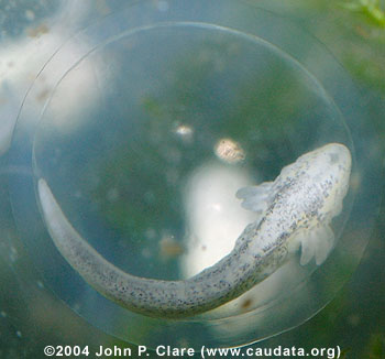 Late Tailbud Melanoid Embryo